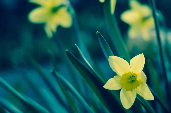 Žlutý narcisový květ — Stock fotografie