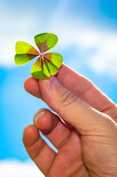 Groene klaver in de hand — Stockfoto