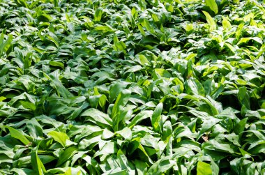 yabani sarımsak yaprakları