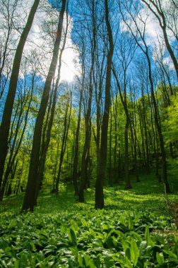 forrest alanında yabani sarımsak