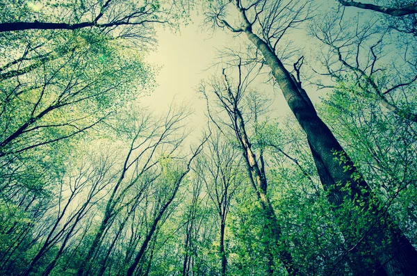 Trees and sky — Stock Photo, Image