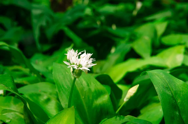 Alho selvagem flor — Fotografia de Stock