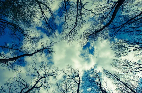 Верхівки дерев і небо — стокове фото
