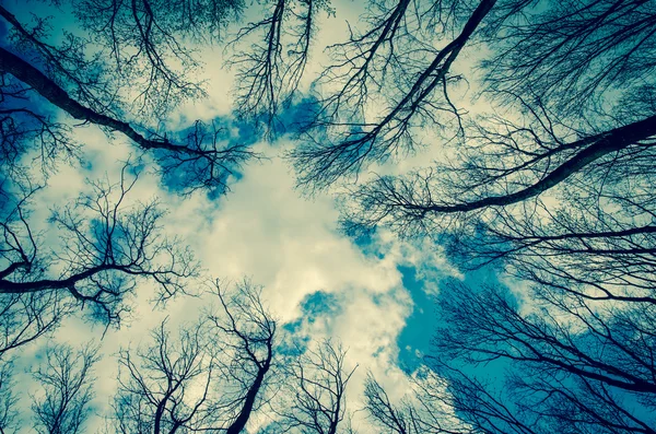 Верхівки дерев і небо — стокове фото