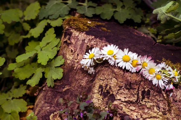 Daisy chain decoratie — Stockfoto