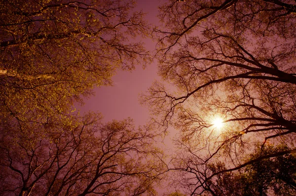 Sol sobre los árboles — Foto de Stock
