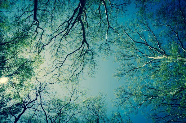 Baumwipfel und blauer Himmel — Stockfoto