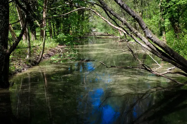 Río tranquilo. — Foto de Stock