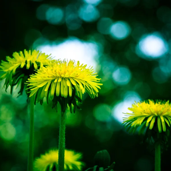 Dandelion flower detail — Stock Photo, Image