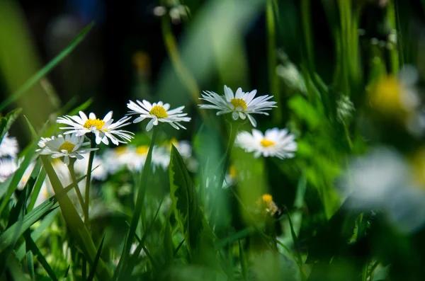 緑の草にデイジーの花 — ストック写真