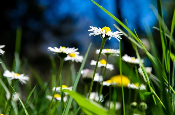 デイジーの花 — ストック写真