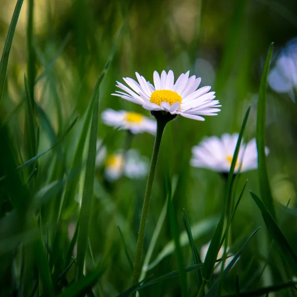 Daisy — Stock Photo, Image