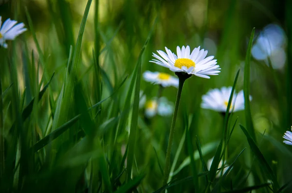 데이지와 봄 풀밭 — 스톡 사진