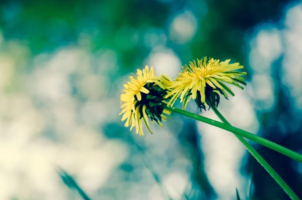 Dandelion — Stock Photo, Image