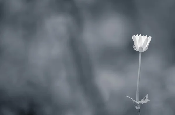 Königsbecher schwarz-weiß — Stockfoto