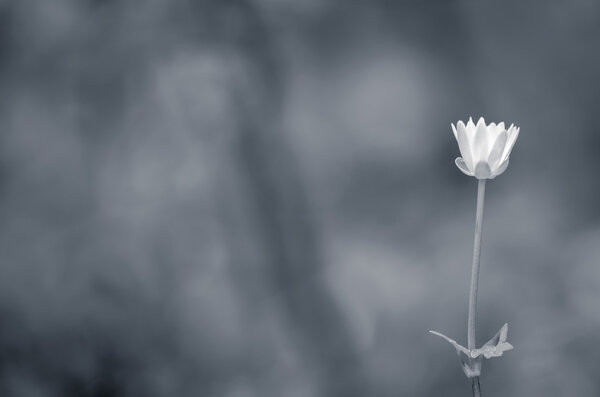 Kingcup noir et blanc — Photo