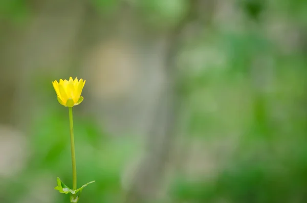 Kingcup flower — Stock Photo, Image