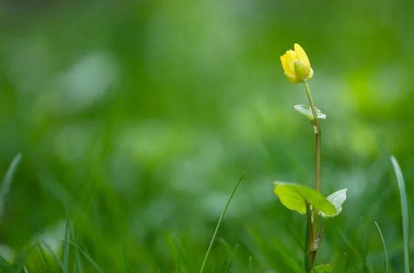 Regnante giallo — Foto Stock