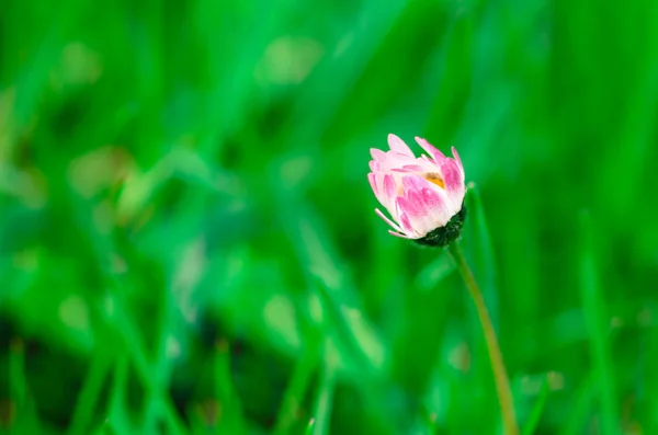 Pink daisy blomman — Stockfoto