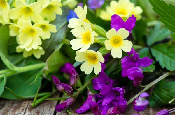 Púrpura, flores amarillas de primavera — Foto de Stock