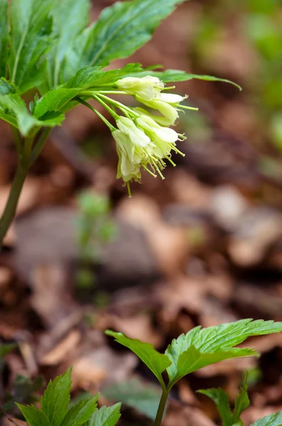 Yellow flower — Stock Photo, Image