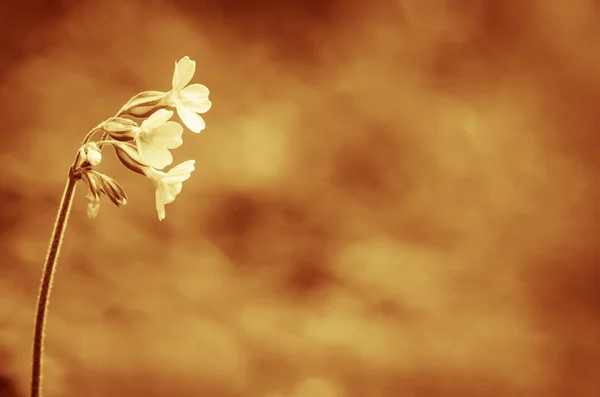 Flor de deslizamiento — Foto de Stock