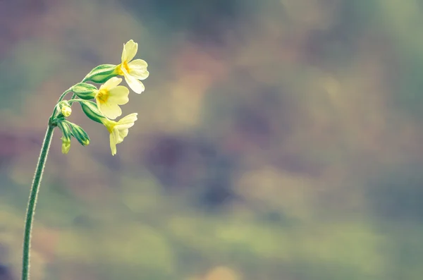 Flor de cowslip — Fotografia de Stock