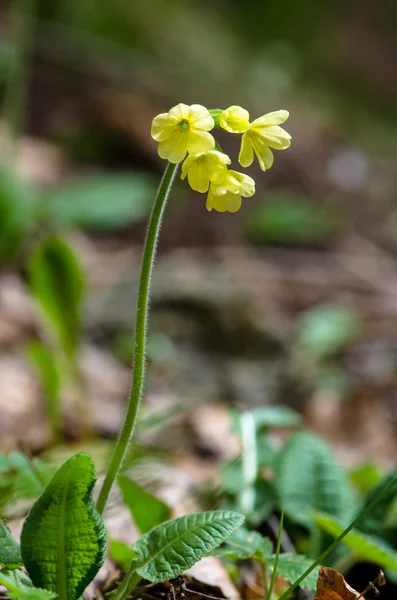 Fiore di vacca — Foto Stock