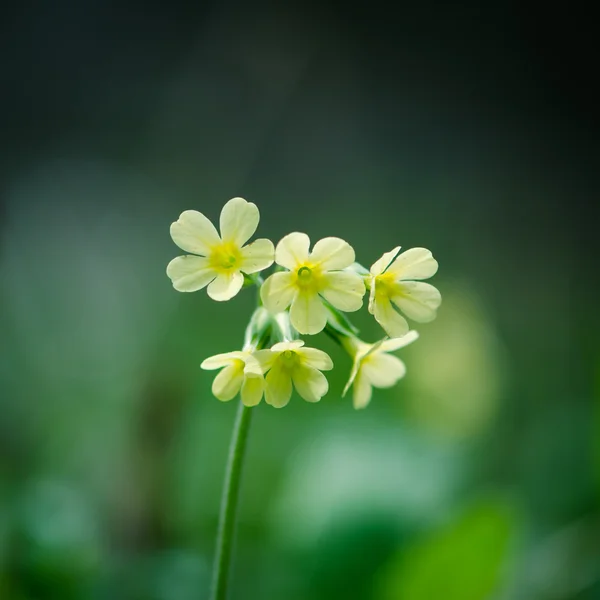 Cowslip flower detail — Stock Photo, Image