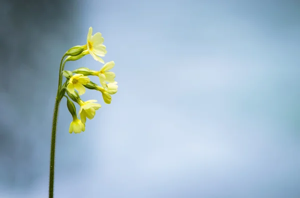 Cowslip λουλούδι — Φωτογραφία Αρχείου