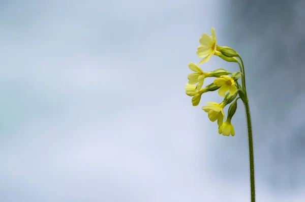Cowslip flower — Stock Photo, Image