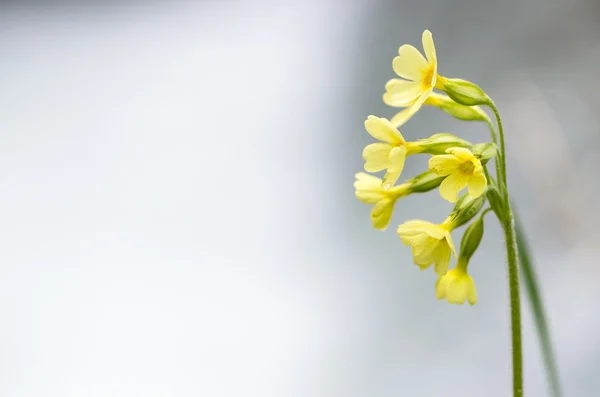 Fiore di vacca — Foto Stock