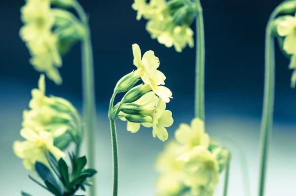 Darń kwiat — Zdjęcie stockowe