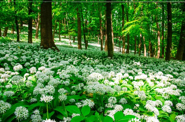 Dziki czosnek z białych kwiatów — Zdjęcie stockowe