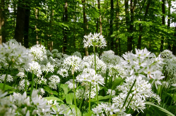 Flores brancas de alho selvagem — Fotografia de Stock