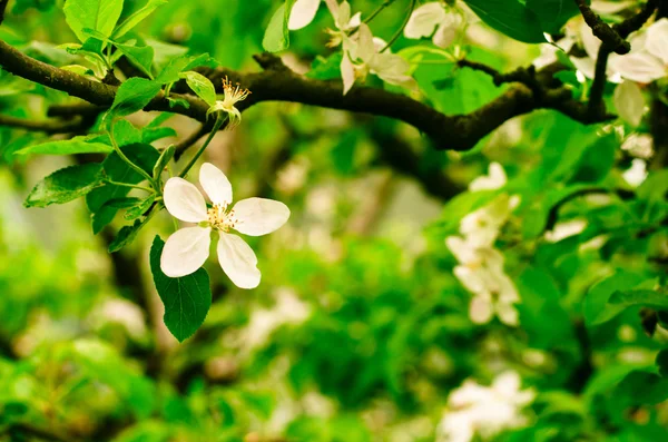 Albero fiorito di primavera — Foto Stock