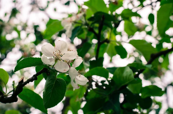 Våren blommande träd — Stockfoto