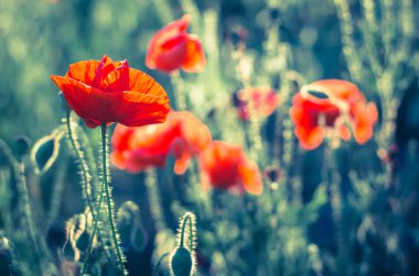 mısır haşhaş çiçeği