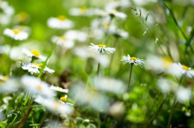 Papatya yeşil çimen çiçek