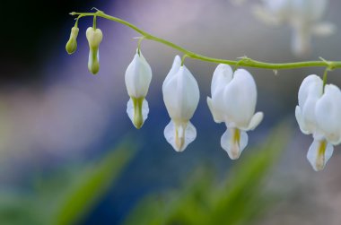 kalp şeklinde çiçek