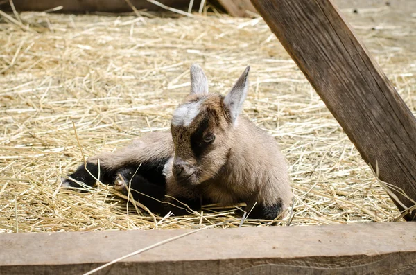 Bebek keçi yalan — Stok fotoğraf