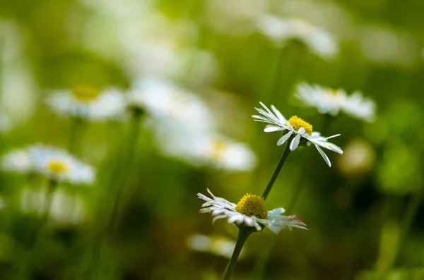 Daisy flower meadow — Stock Photo, Image