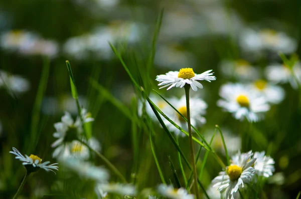 White daisy — Stock Photo, Image