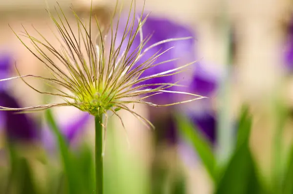 Voorjaar bloem — Stockfoto