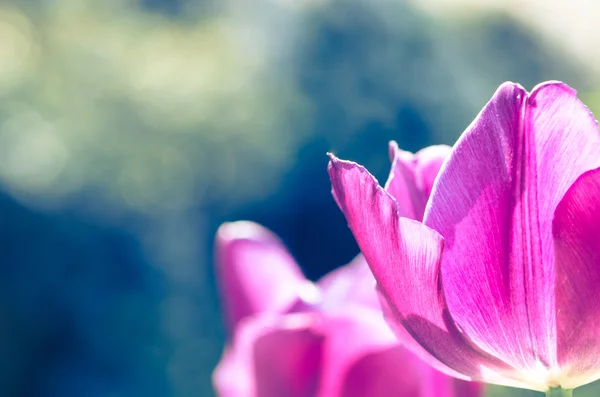 Tulipano viola — Foto Stock