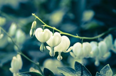 kalp şeklinde çiçek