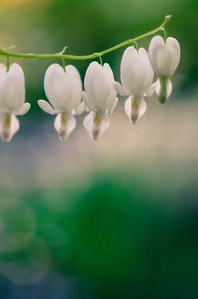 Heart shaped flower — Stock Photo, Image