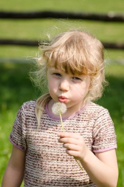 Kız üfleme karahindiba