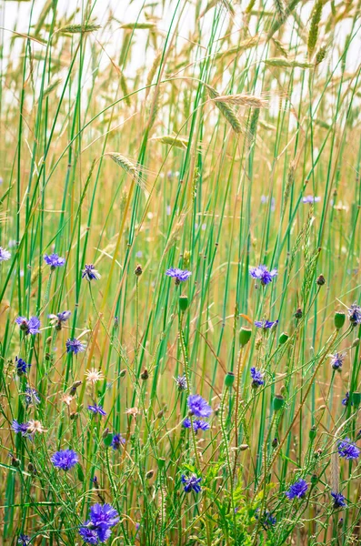 Milho-flor no campo de trigo — Fotografia de Stock