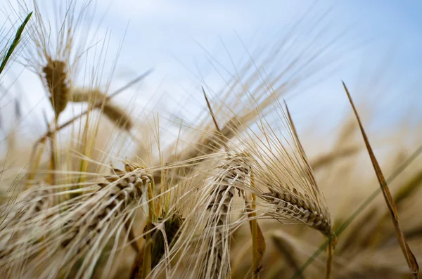 Planta de trigo — Foto de Stock